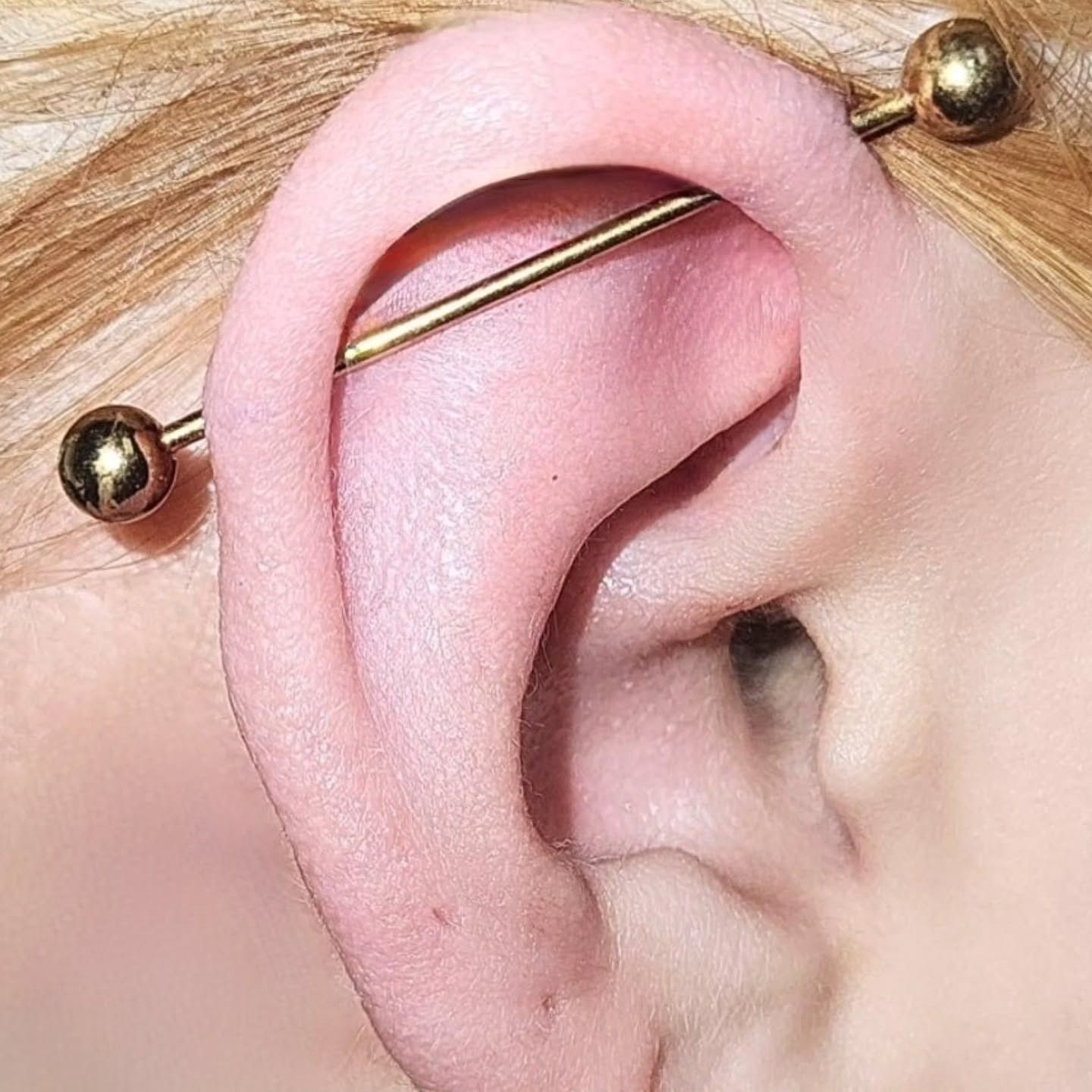 Industrial piercing with a gold barbell running across the upper ear cartilage, pierced by American Ink.