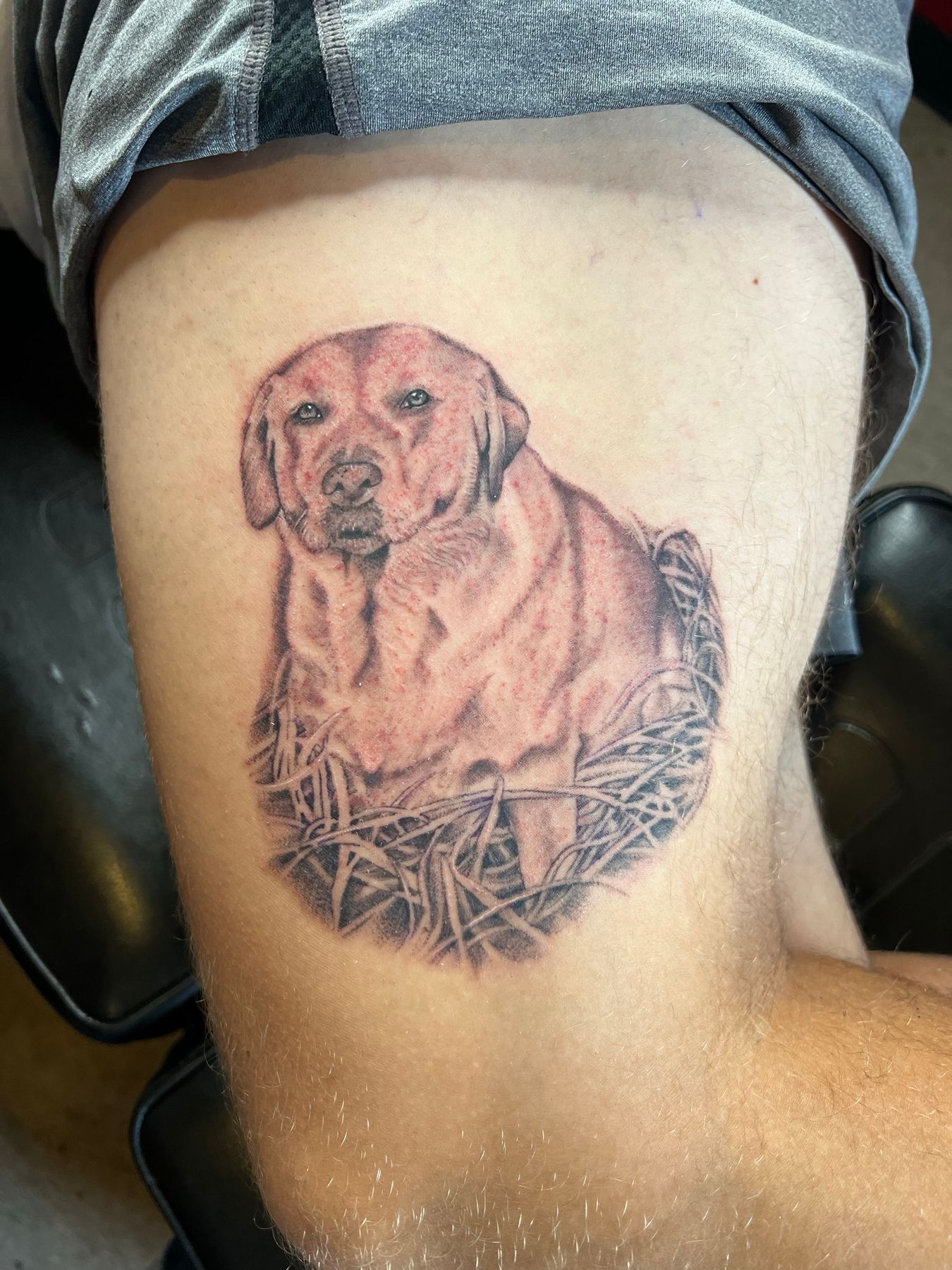 Black and grey realism inner arm tattoo portrait of a dog, by American Ink in Sherman Oaks.